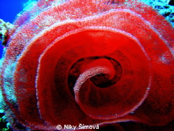 Underwater rose by Niky Šímová 